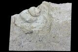 Fossil Gastropod (Viviparus) in Rock - Wyoming #67662-1